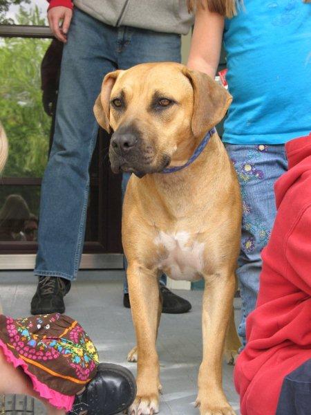 Rhodesian ridgeback store blue heeler mix